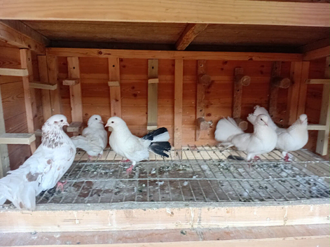 Fantails