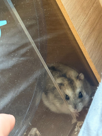 Beautiful male hamster and cage
