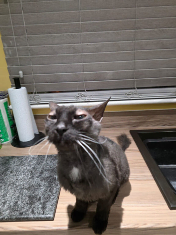 4 year old spyhnx boy