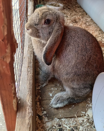 10wk old mini lop buck