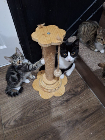 6mth old cats rescued