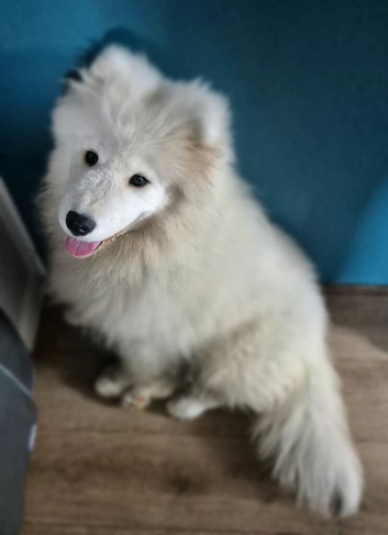 Beautiful samoyed
