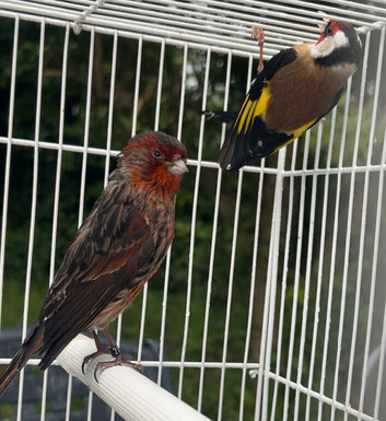 Canary/goldfinch BREEDING PAIR