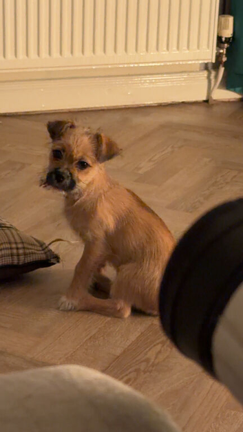 15 week old puppy jack Russell cross shitzu