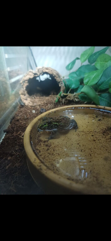 African bull frog