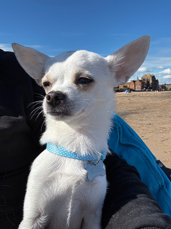 Chihuahua Stud