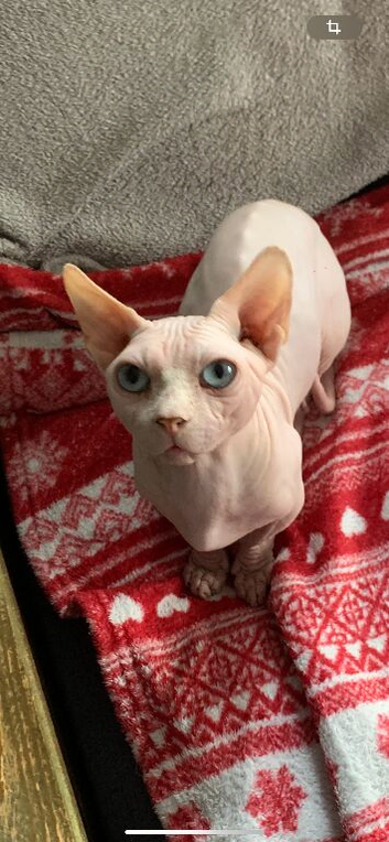 Stunning Bambino Male Available