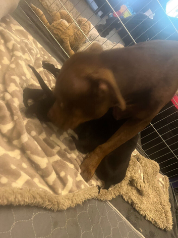 Gorgeous Canecorso/staffy/rottie pups