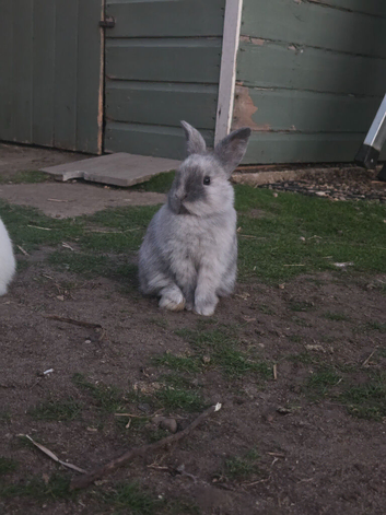 Stunning Mini Lop x Netherland Dwarf Kits (Including Blue-Eyed Whites!) in Norwich