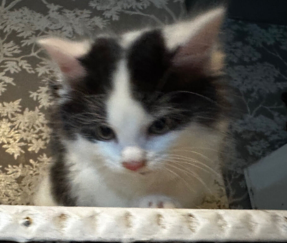 Kittens for sale