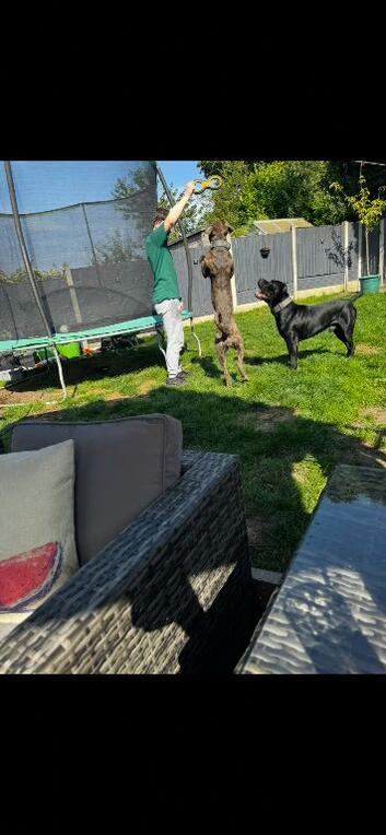 Cane corso puppies ready to go!