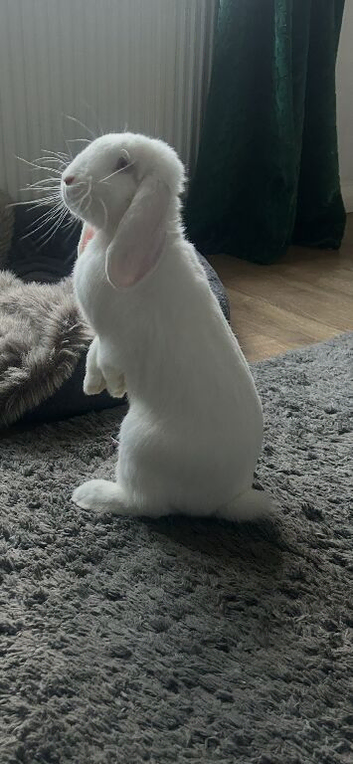 French lop