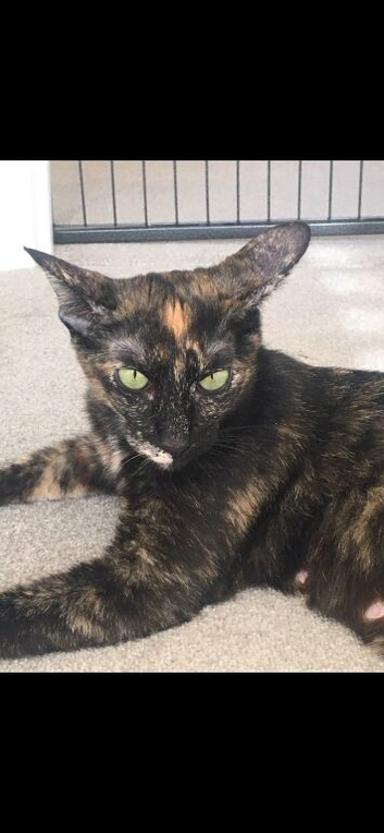 Oriental x Sphynx kitten