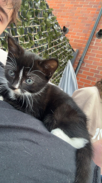 4 kittens for sale