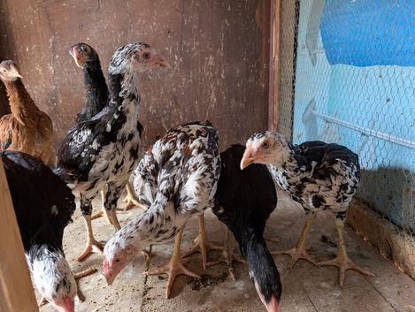 Aseel chicken for sale