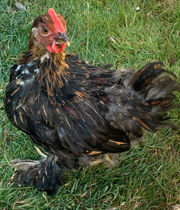 Young Pekin cockerel - Available