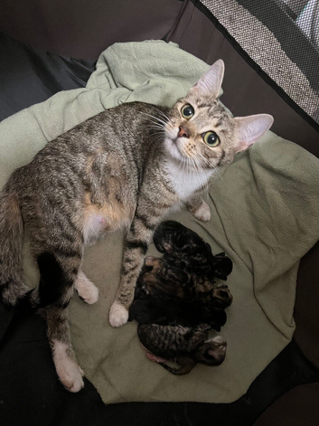 5 beautiful kittens