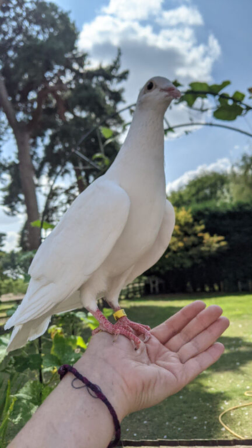 Breeding Pair White Doves / pigeons