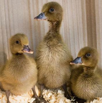 Khaki campbell ducklings