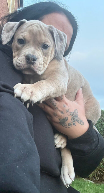 Stunning Old English Bulldog Pups