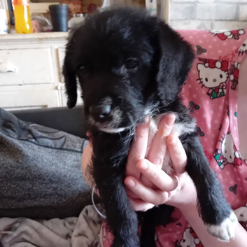 Jackadoodle pups