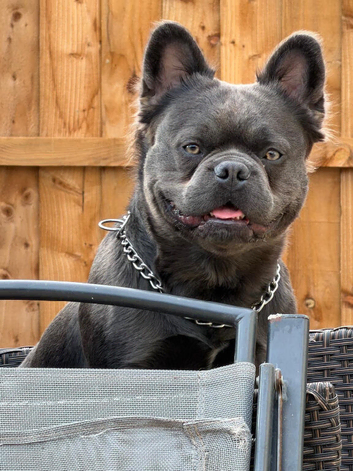 Fluffy frenchie