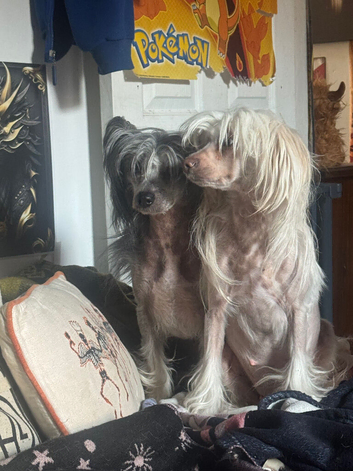 Chinese crested puppies
