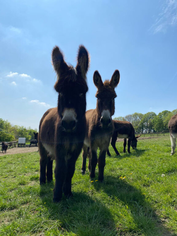 Loving donkeys looking for loving homes geldings