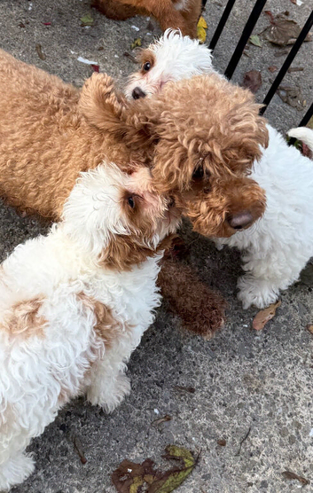 Cavapoo girls for sale
