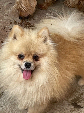 Male pomeranian for sale