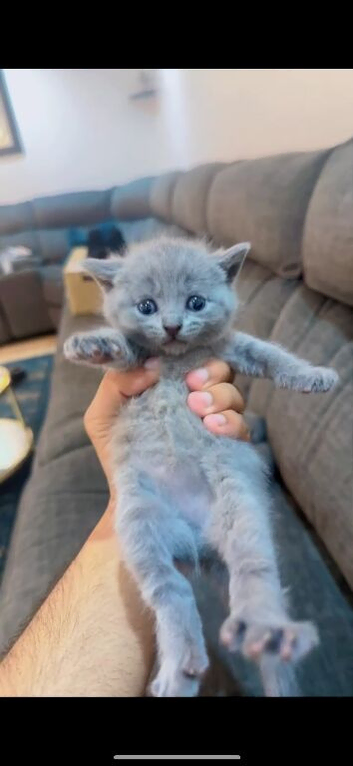 British Shorthair kittens