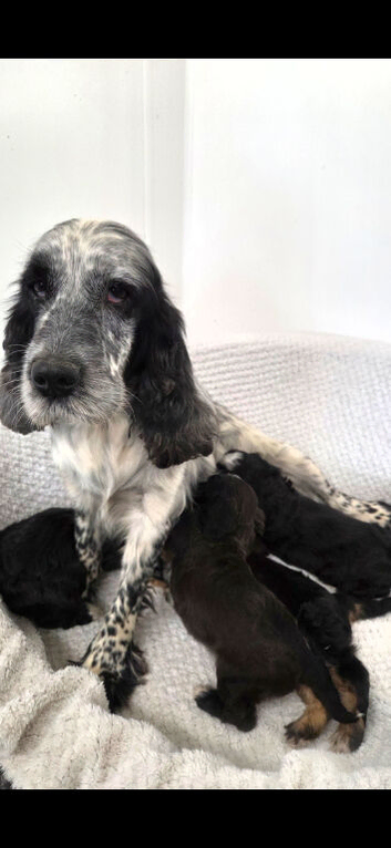 Health tested cockapoo puppies