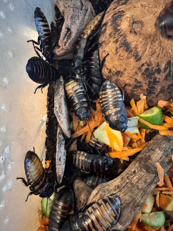 2 female and 1 male hissing roaches