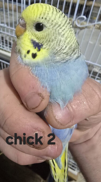 3 budgies