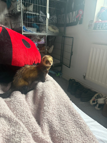 Male Ferret