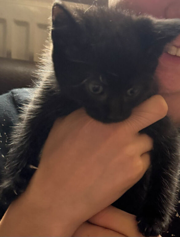 Half ragdoll/mixed breed looking for his forever home