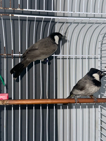 Iraqi Bulbul White-Eared Bulbul  For Sale - Male and Female