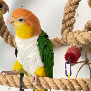Female yellow thigh Caique hand tame cute pet bird