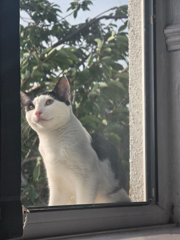 Kitten cow cat
