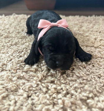 Cocker spaniel puppies