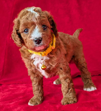 Beautiful Cavapoo Puppies Looking for Loving Forever Homes