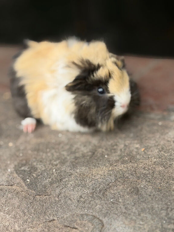 Gorgeous colourful guinea pigs