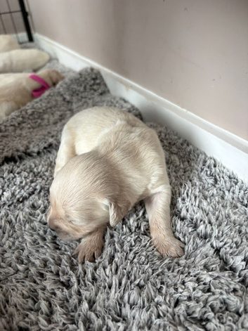Goldador puppies