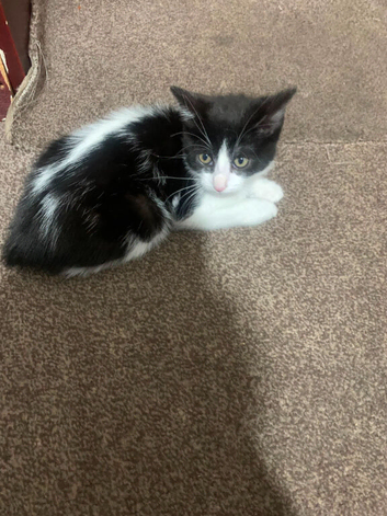 male kitten