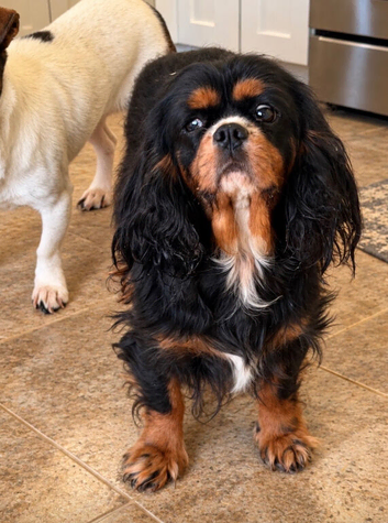 Lovely cavalier King Charles adult female