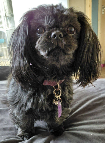 Shih tzu puppies for sale