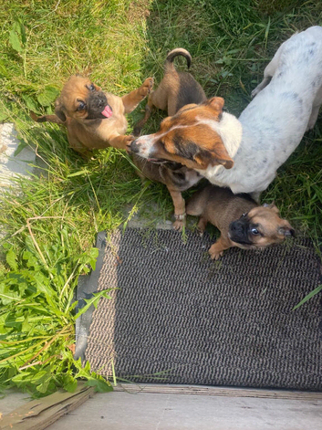 Jug puppies