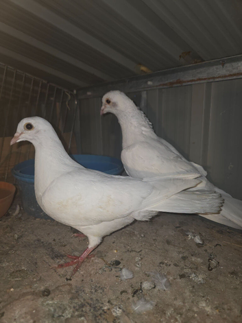 White pigeons