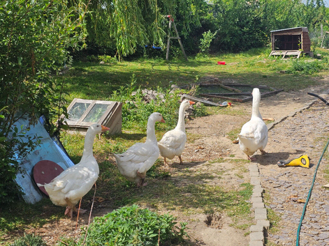 Embden geese 4 left (1 pair + 2x goslings)