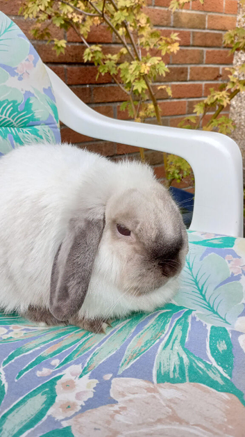 Dwarf lop female for sale